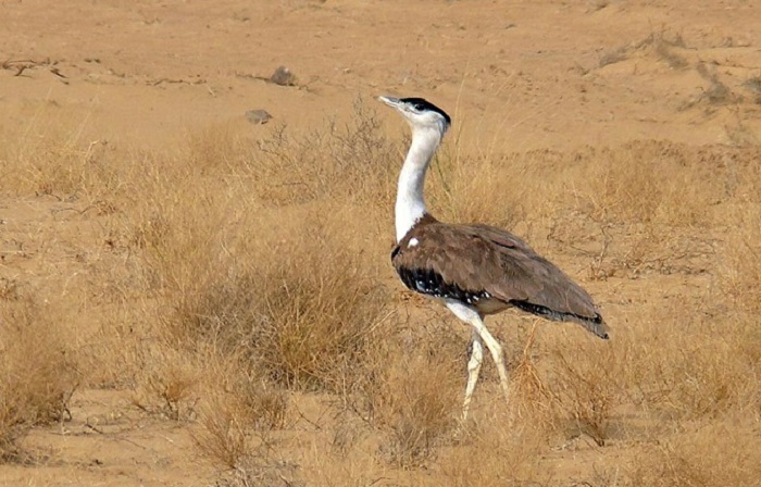 http://relivearth.com/endangered-species/great-indian-bustard/ 