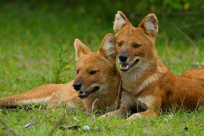  Photo Credit http://walkthewilderness.net/on-a-hunt-with-the-endangered-pack-dhole-wild-dog/