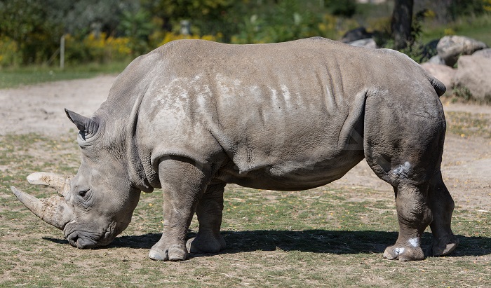 Photo Credit https://aidaphotography.wordpress.com/tag/greater-one-horned-rhino/