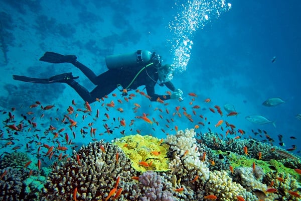 Photo Credit http://www.tripigator.com/blog/everything-you-needed-to-know-about-best-places-for-scuba-diving-in-india/
