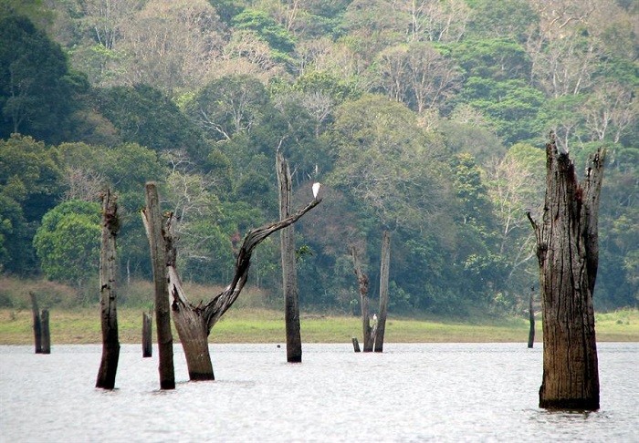  Photo Credit http://www.spiderkerala.net/resources/2620-Periyar-National-Park-and-Tiger-Reserve.aspx