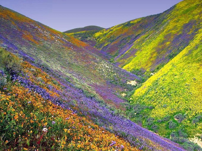 Photo Credit http://www.wlivenews.com/valley-of-flowers-chamoli-uttaranchal-close-to-nanda-devi-national-park.html 