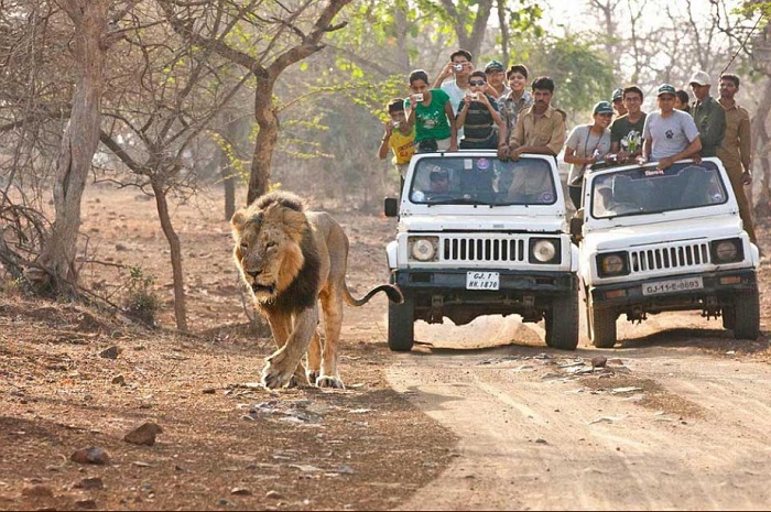 Photo Credit http://www.lookatindia.in/touristplaces/gir-national-park.html 