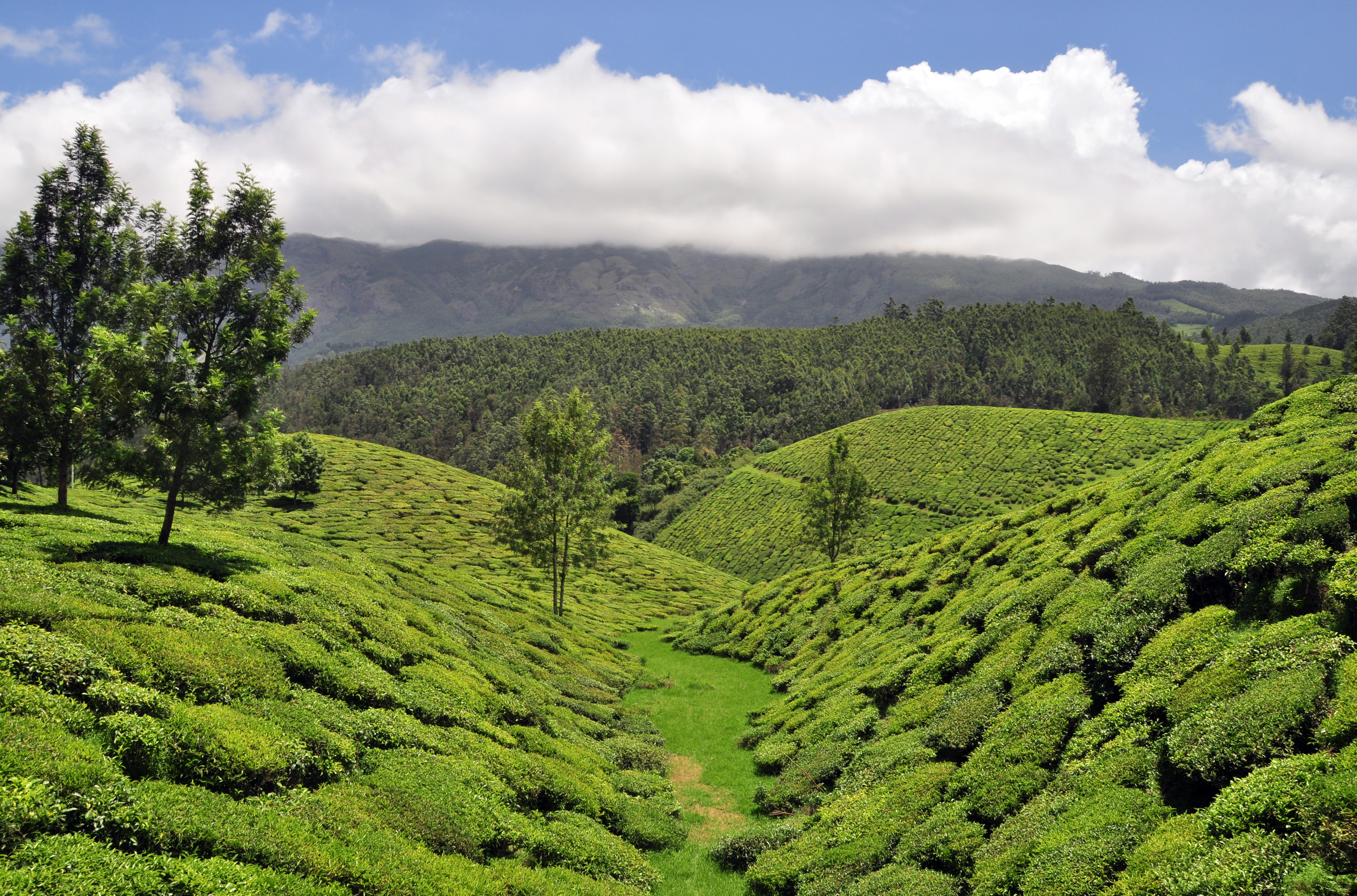Photo Credit http://commons.wikimedia.org/wiki/File:Munnar_Tea_Plantation.jpg