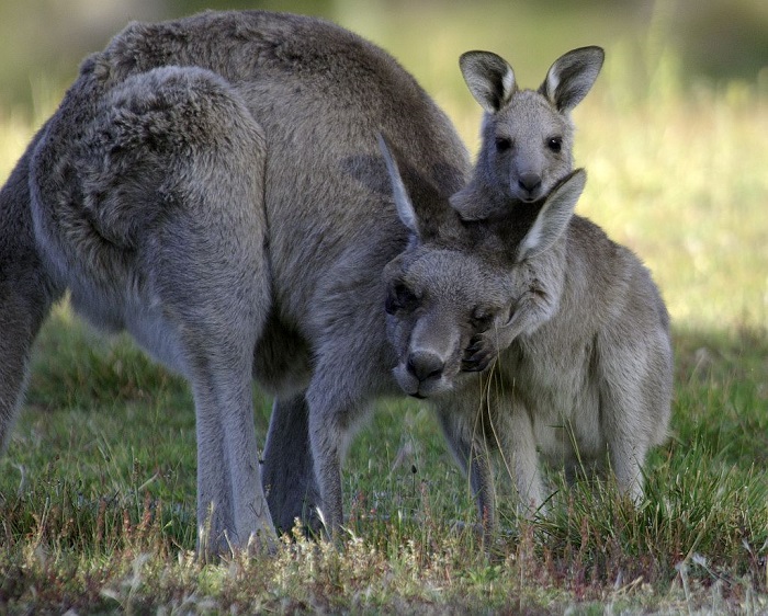 Photo Credit  http://awpc.org.au/kangaroos-the-benefits-of-our-unique-wildlife/