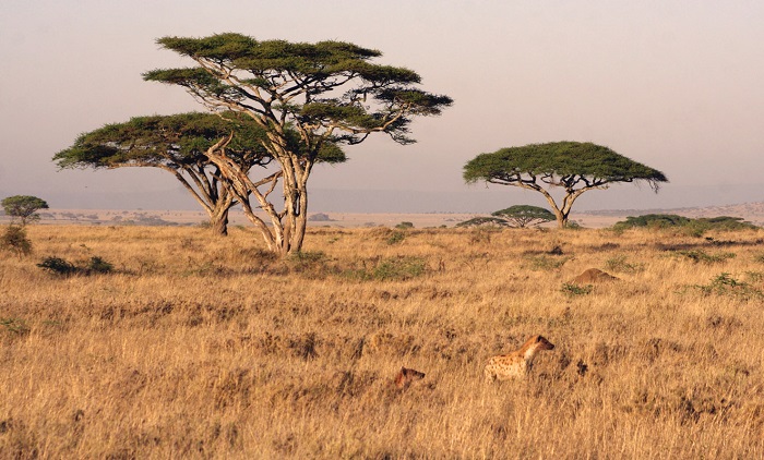 Photo Credit  http://famouswonders.com/serengeti-migration-from-tanzania-to-kenya/