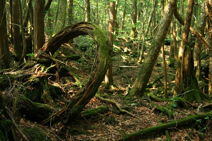 Photo Credit http://unrealperception.blogspot.in/2010/08/aokigahara-suicide-forest-at-mt-fuji.html