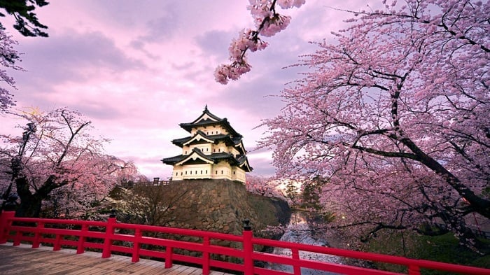 Photo credits http://gallerygogopix.net/japan+kyoto+cherry+blossoms?image=356509387