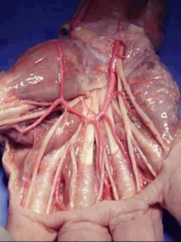 Photo Credit http://galleryhip.com/hand-anatomy-tendons.html 