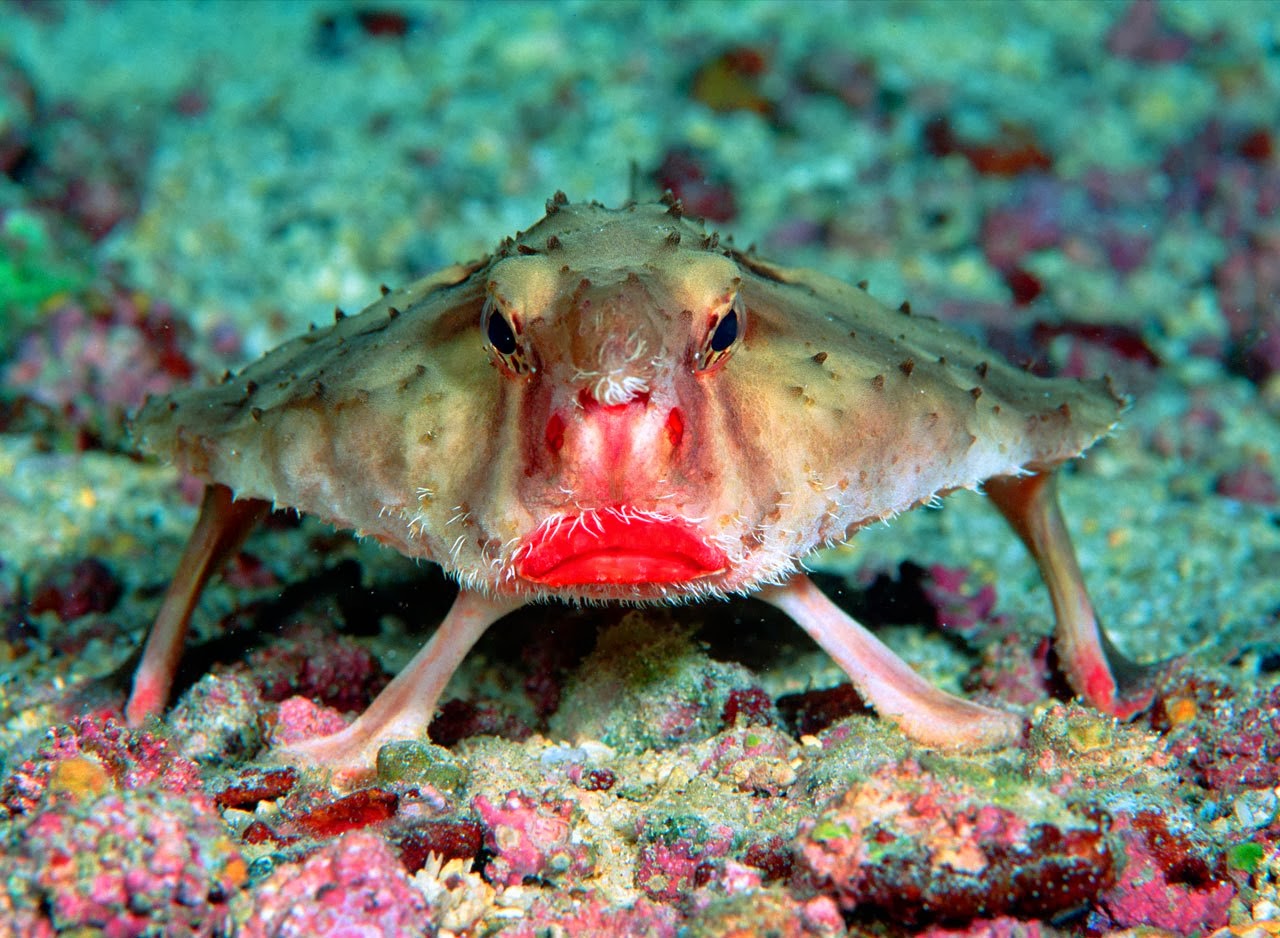 Photo Credit:https://adlayasanimals.wordpress.com/2014/01/12/red-lipped-batfish-ogcocephalus-darwini/