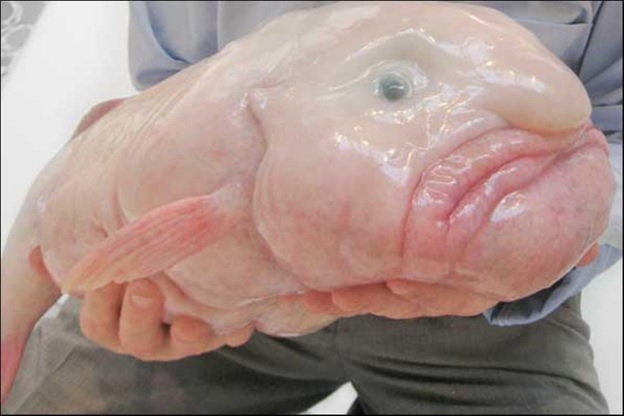 Photo Credit:http://www.blobfishcafe.com/2015/06/02/ten-things-you-probably-dont-know-about-blobfish/