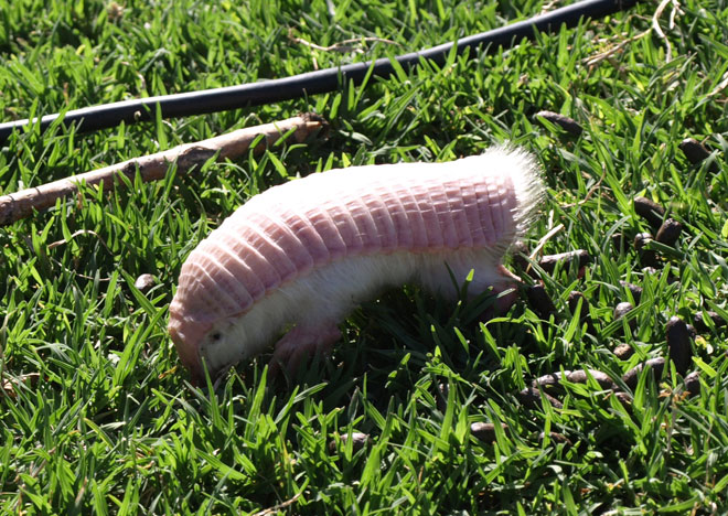 Photo Credit:http://www.wired.com/2014/01/absurd-creature-of-the-week-pink-fairy-armadillo-crawls-out-of-the-desert-and-into-our-hearts/