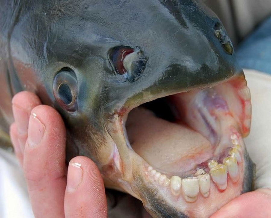 Photo Credit:http://www.elitereaders.com/pacu-fish-human-like-teeth/