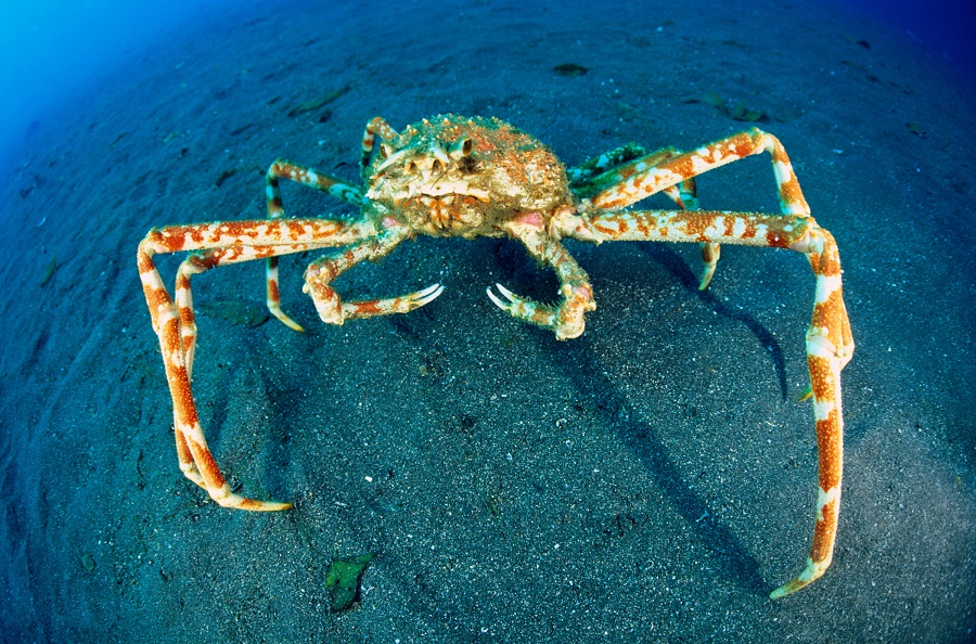 Photo Credit:http://endlessocean.wikia.com/wiki/File:Japanese_spider_crab_3.jpg