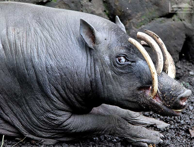 Photo Credit:http://mungaiandthegoaconstrictor.me/2013/11/16/fast-fact-attack-endangered-species-no-78-the-togian-islands-babirusa/togian-islands-babirusa-e/