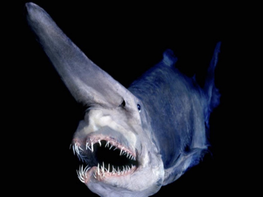 Photo Credit:http://wheredosharkslive.com/goblin-shark-facts/