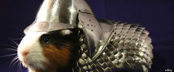 Photo Credit:http://www.huffingtonpost.com/2013/06/26/guinea-pig-armor-sold_n_3503668.html?ir=India&adsSiteOverride=in 