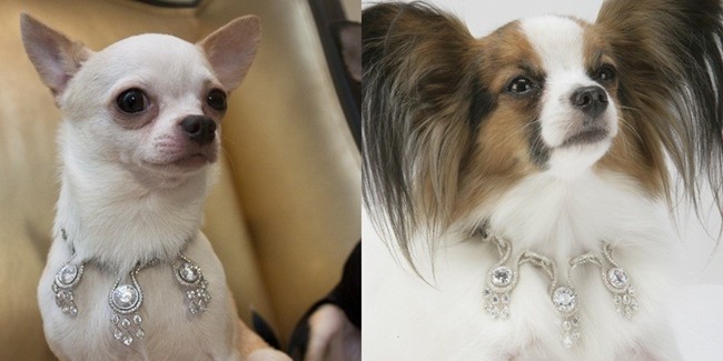 Photo Credit:http://www.luxury-insider.com/luxury-news/2013/07/amour-amour-worlds-most-expensive-dog-collar 