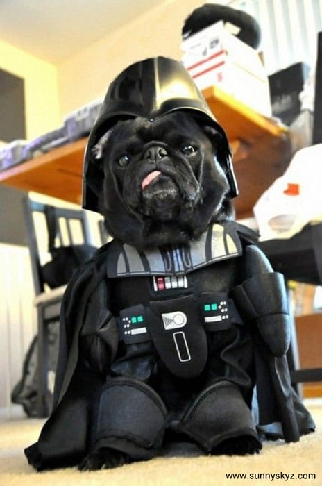 Photo Credit http://www.sunnyskyz.com/happy-pictures/224/Darth-vader-dog