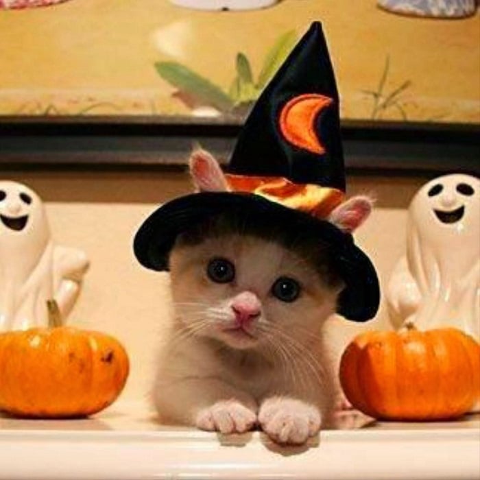 Photo Credit http://imgkid.com/cute-cats-in-halloween-costumes.shtml
