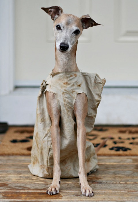 Photo Credit http://www.earthporm.com/25-terrifying-cute-halloween-costumes-pets/