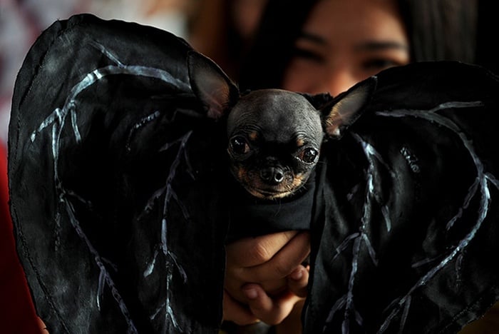 Photo Credit http://www.theguardian.com/lifeandstyle/gallery/2013/oct/28/halloween-dogs-in-pictures