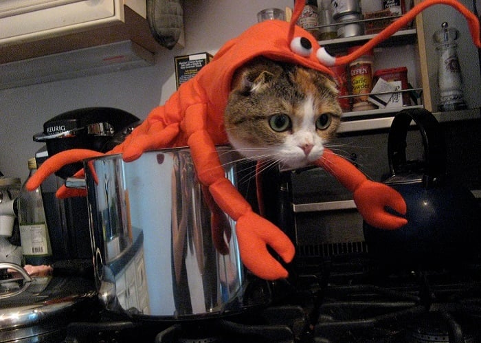 Photo Credit http://retrolife.typepad.com/katamari/2009/10/perhaps-the-greatest-thing-you-will-ever-see-in-your-life-a-cat-in-a-lobster-costume-in-a-lobster-po.html