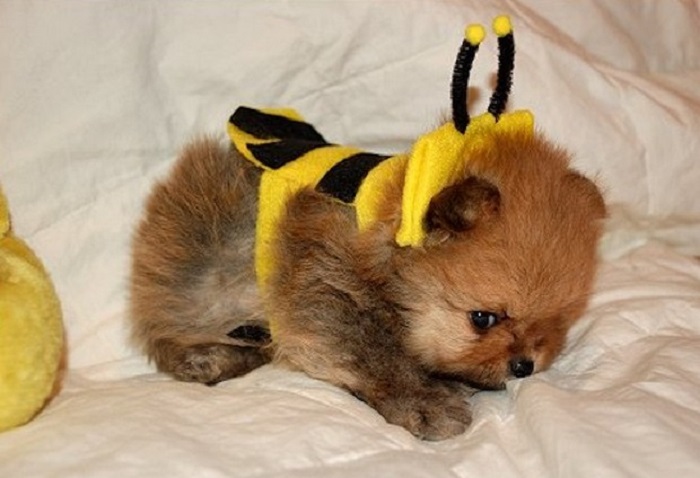 Photo Credit http://puppytoob.com/dog-pictures/dog-wearing-bumble-bee-costumes/