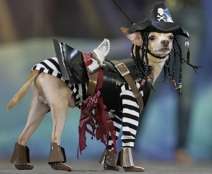Photo Credit http://themix1063.com/news/030030-23-dogs-making-your-halloween-costume-lame/