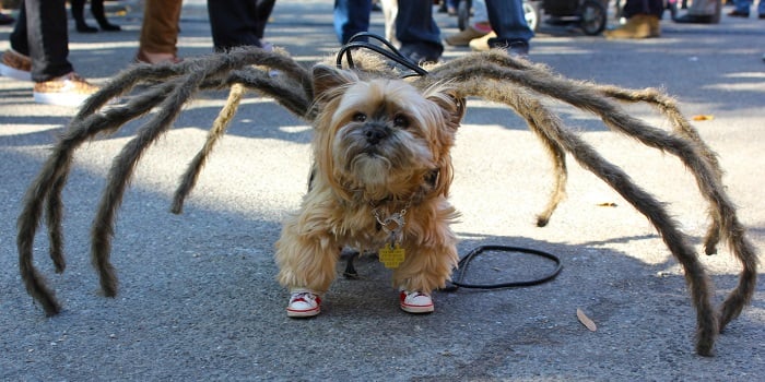 Photo Credit http://www.huffingtonpost.com/2014/10/27/nyc-halloween-dog-parade_n_6054800.html?ir=India&adsSiteOverride=in