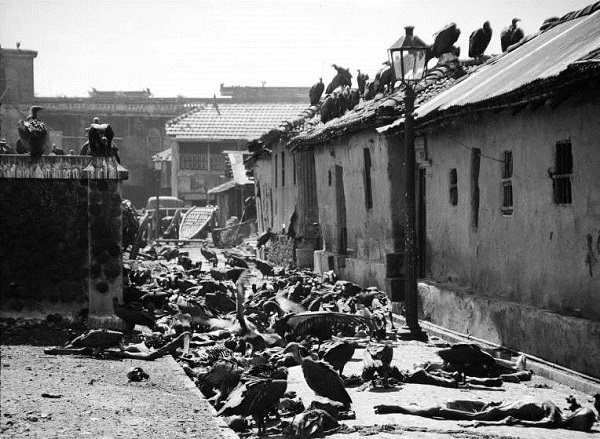 Vultures feeding on corpses lying abandoned in alleyway after bloody rioting between Hindus and Muslims.