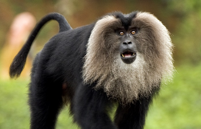 Photo Credit https://upload.wikimedia.org/wikipedia/commons/f/f5/Lion-tailed_macaque_by_N_A_Nazeer.jpg 