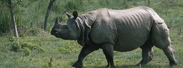 Photo Credit http://www.worldwildlife.org/species/greater-one-horned-rhino 