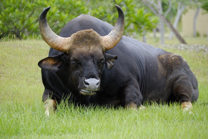 Photo Credit http://wesharethisland.blogspot.in/2011/07/cites-species-indian-bison.html