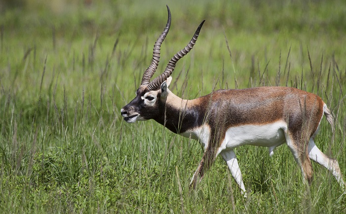 Photo Credit http://imgkid.com/african-antelope-face.shtml 