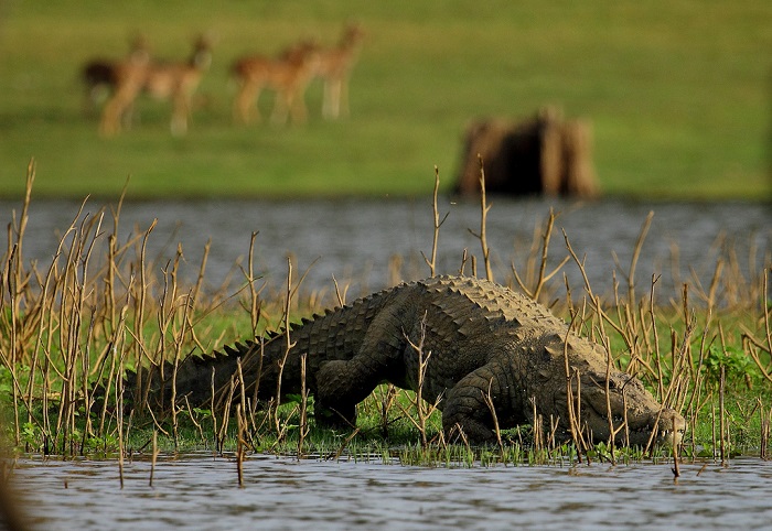 Photo Credit http://noisypilgrims.com/2012/10/23/marsh-crocodile/ 