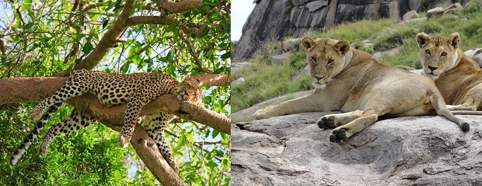 Photo Credit  http://www.getintravel.com/adventure-travel-to-serengeti-national-park-tanzania/beautiful-leopard-sleeping-on-tree-in-serengeti-tanzania/ http://blog.africadreamsafaris.com/?p=8171