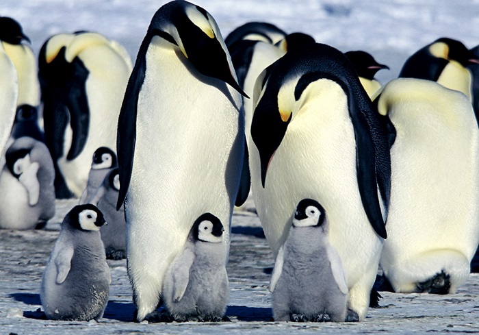 Photo Credit  http://www.washingtonpost.com/news/morning-mix/wp/2014/06/24/study-march-of-the-penguins-may-be-wrong/