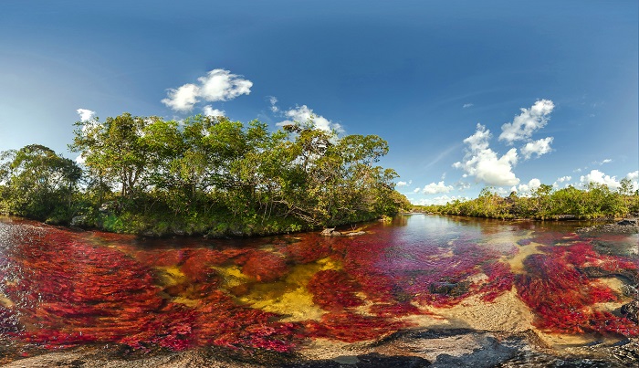 Photo Credit http://www.amazingplacesforus.com/south-america/cano-cristales-the-river-of-five-colores-colombia/