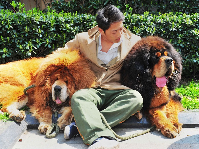 Photo Credit http://www.independent.co.uk/news/world/asia/shaggy-dog-story-were-two-tibetan-mastiffs-really-sold-for-175m-in-china-this-week-9207526.html