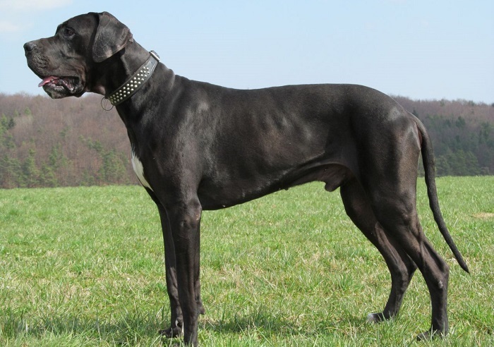 Photo Credit http://www.pets4homes.co.uk/pet-advice/choosing-between-the-great-dane-and-the-giant-schnauzer.html