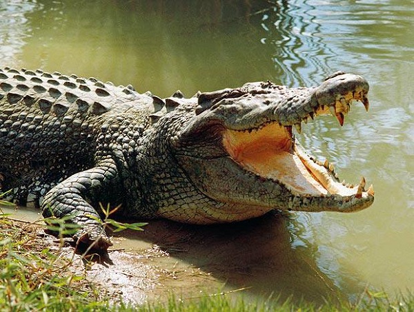 Photo Credit http://victoriafalls24.com/blog/2013/08/01/fisherman-killed-by-crocodile-on-lake-kariba/