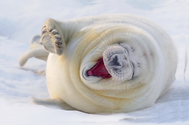 Photo Credit: http://www.pretty52.com/articles/these-pictures-of-animals-laughing-will-definitely-give-you-the-giggles 