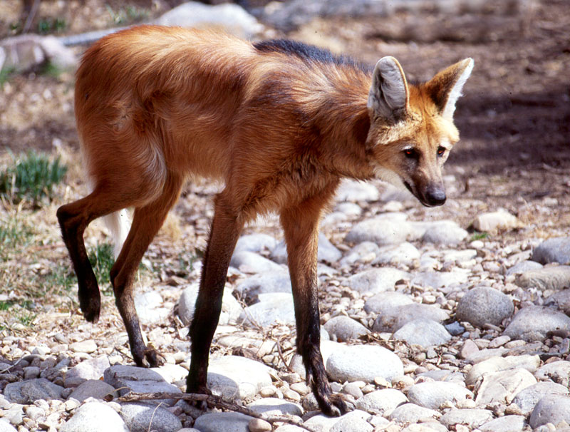 Photo Credit:http://swingsetindecember.tumblr.com/post/51799885825/deermary-the-maned-wolf-chrysocyon