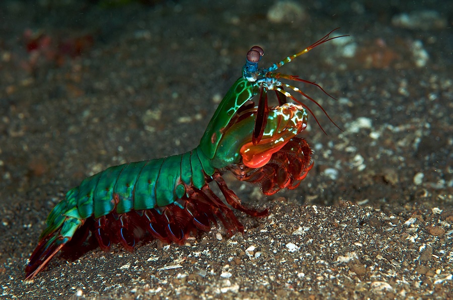 Photo Credit:http://hideousseacreatures.tumblr.com/post/63474340012/peacock-mantis-shrimp
