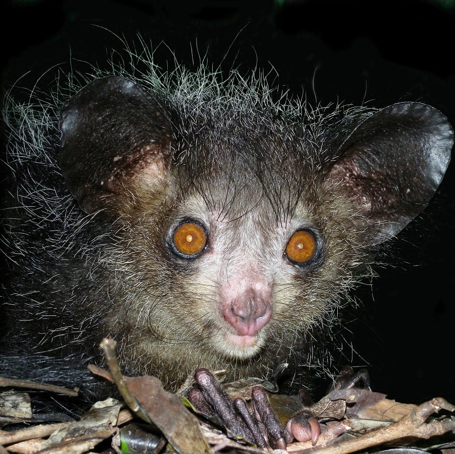 Photo Credit:http://marybatessciencewriter.com/2015/06/08/the-creature-feature-10-fun-facts-about-the-aye-aye/ 