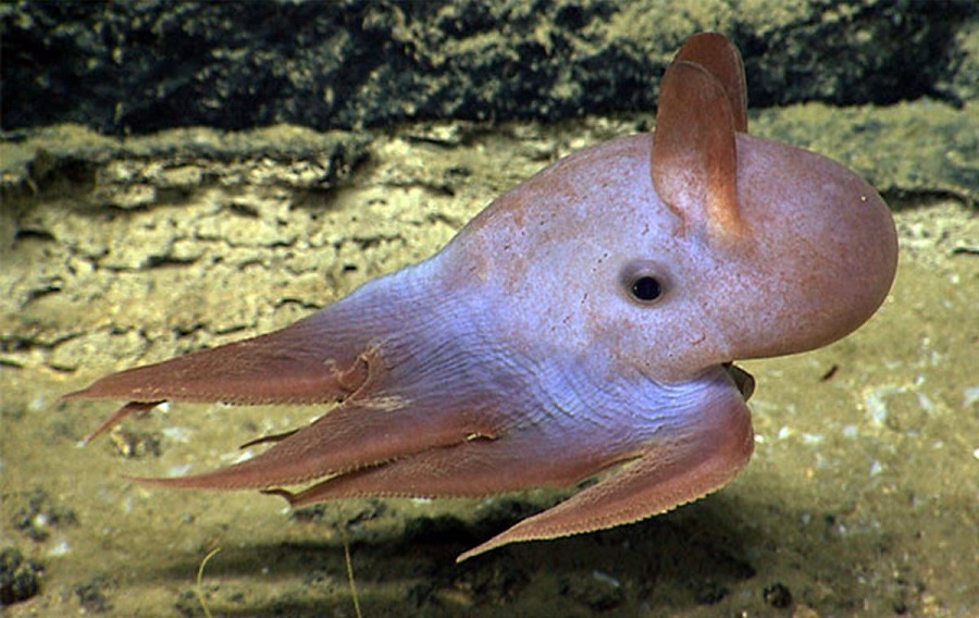 Photo Credit:http://oceana.org/marine-life/cephalopods-crustaceans-other-shellfish/dumbo-octopuses