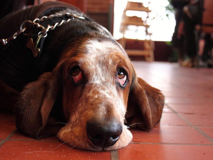 Photo Credit  http://www.dogs-wallpapers.com/wallpaper/cute-basset-hound_w253.html