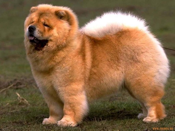 Photo Credit  http://www.dogwallpapers.net/chow-chow/cute-chow-chow-dog-photo.html