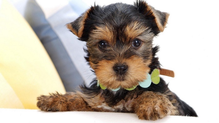 Photo Credit  http://1ms.net/cute-terrier-dogs-346913.html